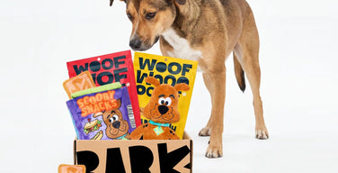 A tan dog looking down at a BARK box filled with Scooby-Doo plush toys and BARK treat bags, with a small Scooby Snack treat beside it