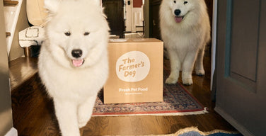 Two white Samoyeds in a front hall beside a cardboard delivery box printed with The Farmer’s Dog logo and “Fresh Pet Food”