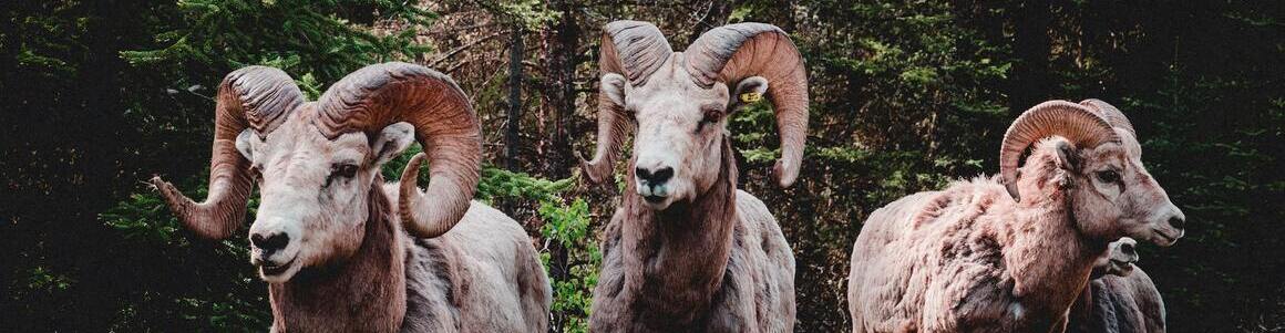 Aries Gift Subscription Boxes Aries Gift Subscription Boxes