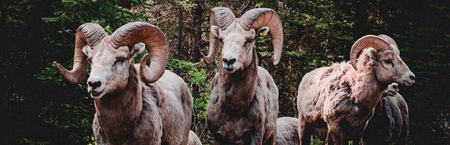 Capricorn Gift Collection Capricorn Gift Collection