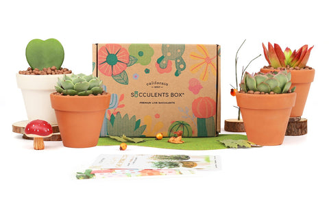 Succulents Box subscription featuring various live indoor plants and decorative pots for home decor ideas