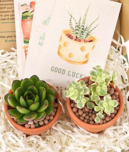 Organically Grown Succulents Box Organically Grown Succulents Box