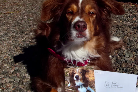 Snorri with her letters. She is showing off her postcards and is very excited to send one to you!!!!