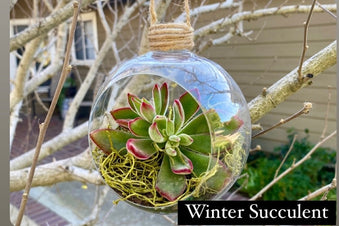 DIY Seasonal Succulent Kits