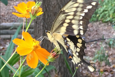 Giant Swallowtail butterfly on sulphur cosmos, home garden, Austin Texas, photo credit to Stephanie Facey