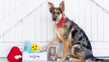 Image of 2 Subscription Boxes to Celebrate National Dog Day