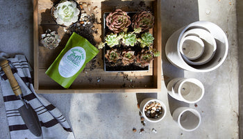 Image of 9 Must-Have Plant & Succulent Subscription Boxes Just in Time for Spring