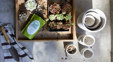 Image of 9 Must-Have Plant & Succulent Subscription Boxes Just in Time for Spring