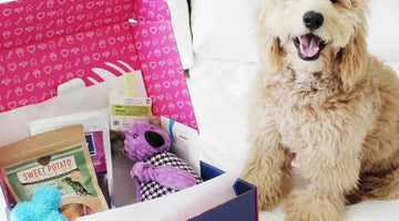 Image of The Best Dog Subscription Boxes Under $50 (2022)