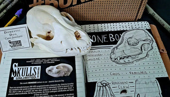 weird gift box of skulls