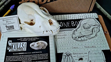 weird gift box of skulls