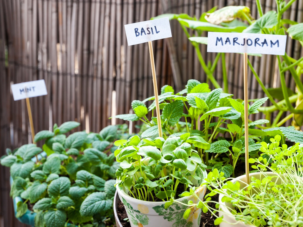 How to Start an Outdoor Herb Garden in 2026 - Cratejoy