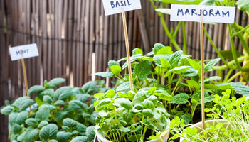 Image of Fresh Tips to Start a Thriving Outdoor Herb Garden