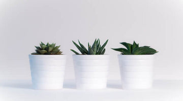 Image of Finding the Perfect Plant Subscription Box for You