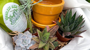 Image of How Often Should You Water Succulents?