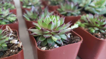 Image of 11 Marvelous Monthly Plant Subscription Box Gifts for Plant Parents Everywhere