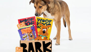 A tan dog looking down at a BARK box filled with Scooby-Doo plush toys and BARK treat bags, with a small Scooby Snack treat beside it