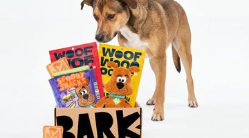 A tan dog looking down at a BARK box filled with Scooby-Doo plush toys and BARK treat bags, with a small Scooby Snack treat beside it