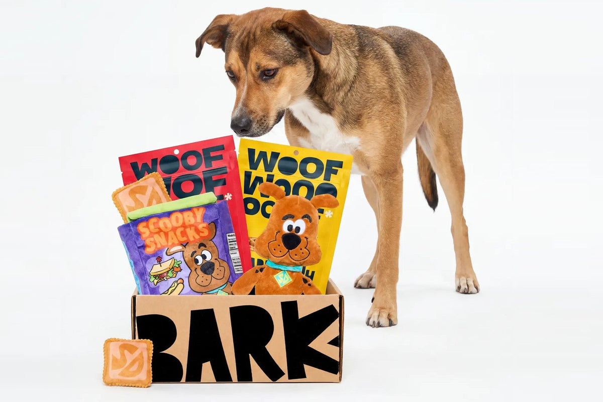 A tan dog looking down at a BARK box filled with Scooby-Doo plush toys and BARK treat bags, with a small Scooby Snack treat beside it