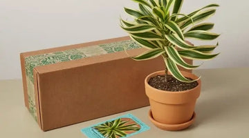 Image of The Best Spring Subscription Boxes for a Fresh, New Start