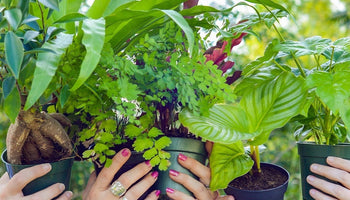 Image of Common Houseplants To Turn Your Space Into a Greenhouse