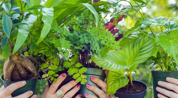 Image of Common Houseplants To Turn Your Space Into a Greenhouse