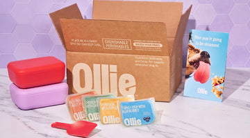 An open cardboard Ollie box printed with the Ollie logo, with Ollie beef, chicken, pork, and turkey food packs, red and purple storage containers, a red scoop, and an Ollie brochure on a marble counter