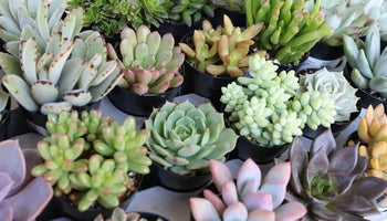 Image of The Best "Succulent of the Month Club" Subscription Boxes (2023)