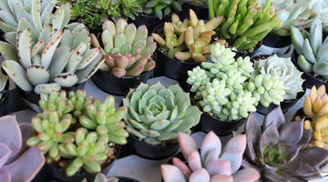 Image of The Best "Succulent of the Month Club" Subscription Boxes (2023)