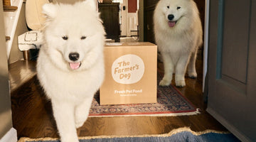 Two white Samoyeds in a front hall beside a cardboard delivery box printed with The Farmer’s Dog logo and “Fresh Pet Food”