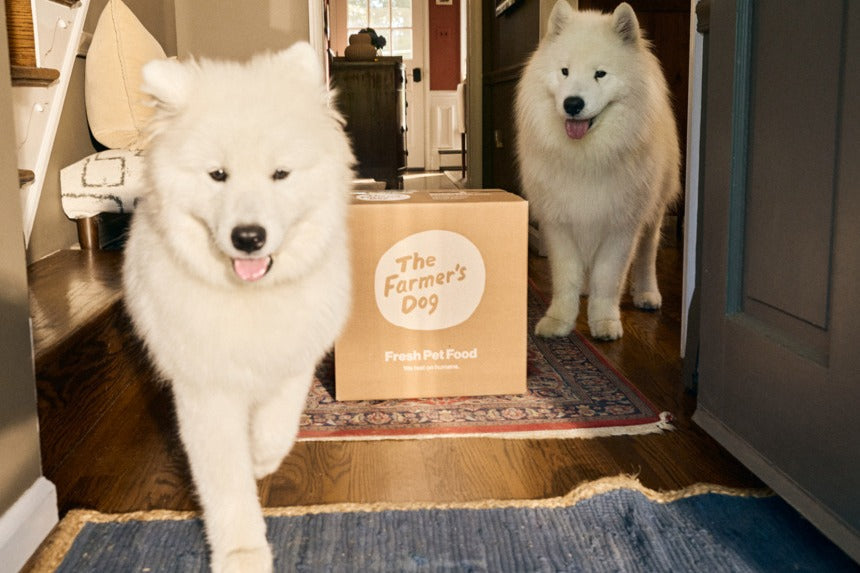 Two white Samoyeds in a front hall beside a cardboard delivery box printed with The Farmer’s Dog logo and “Fresh Pet Food”
