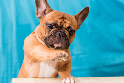 Image of Best Pet Subscriptions