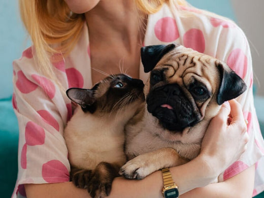 pet subscription boxes for dogs, cats & more