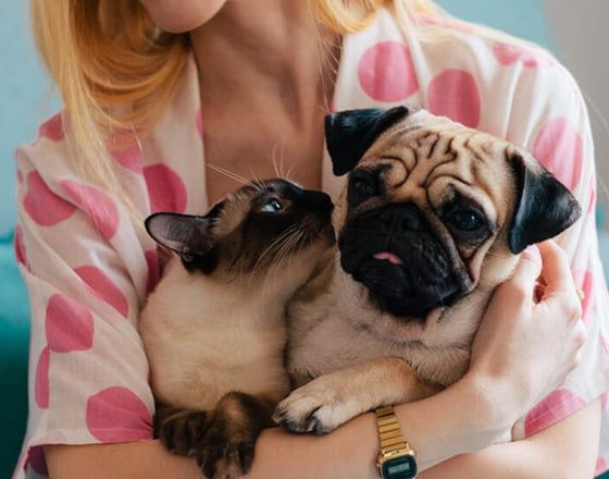 Image of Pet Subscription Boxes