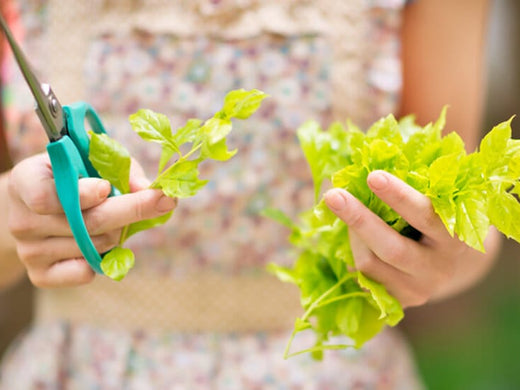 surprise your space with fresh plants and green finds