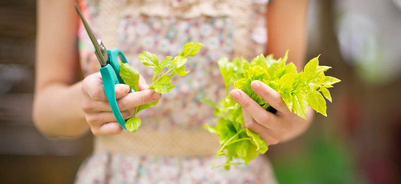 Plant and garden subscription boxes