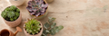 The Succulent Source