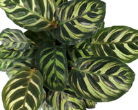 MY GARDEN BOX, The Original 'DIY' Project Box 2025 / 2026