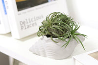 Unique Air Plants Subscription Box Delivered Monthly, Best Indoor Plant Gift for Home Office, Easy Care Airplants Gift for Beginners