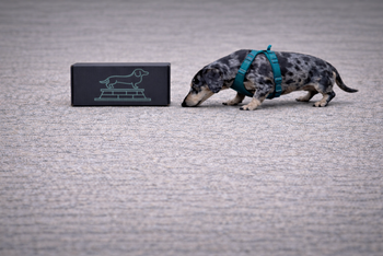 One time limited edition Wiener Love gift box featuring example dachshund themed Valentine items from the Cult of Wiener.