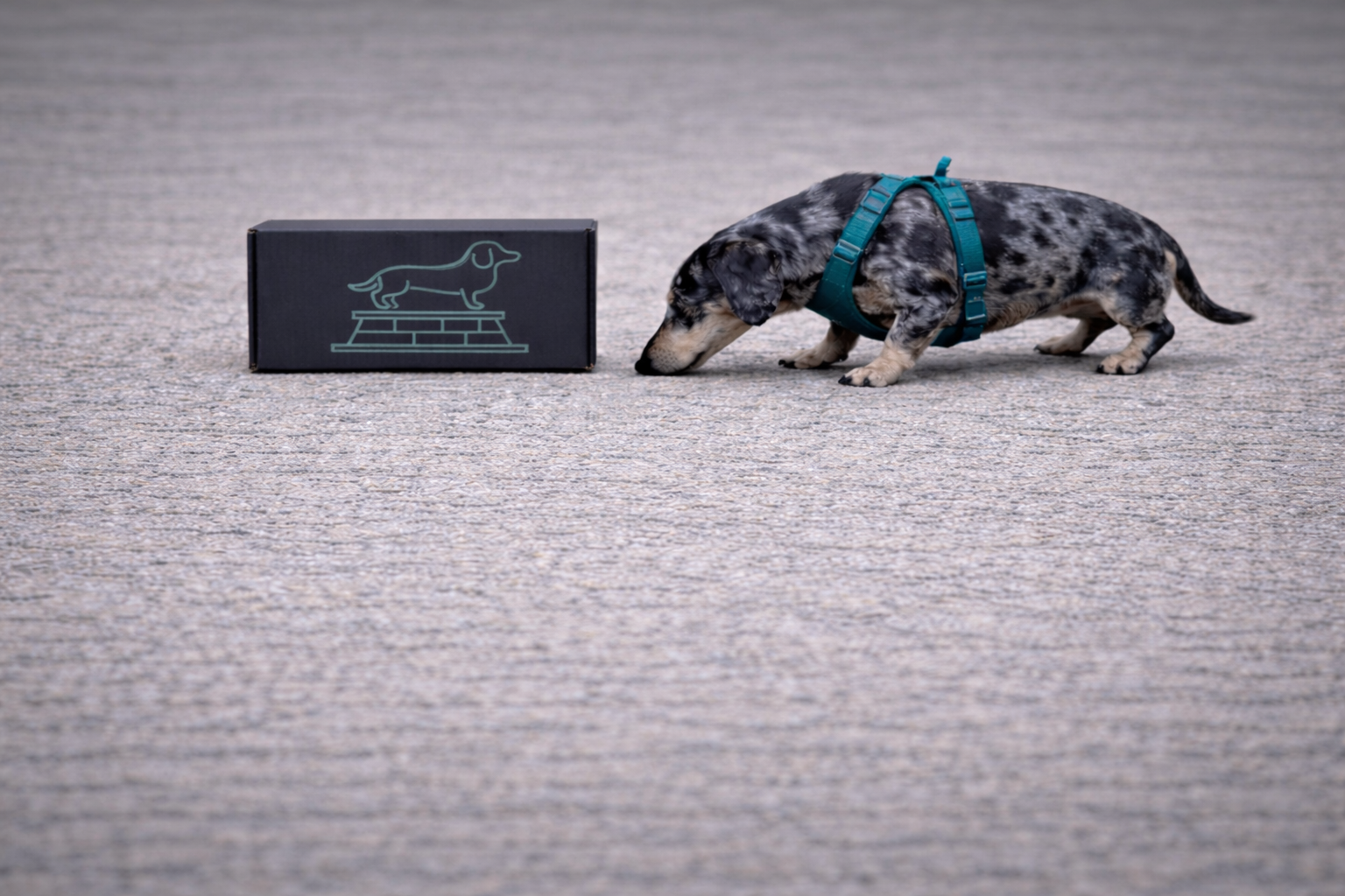 One time limited edition Wiener Love gift box featuring example dachshund themed Valentine items from the Cult of Wiener.