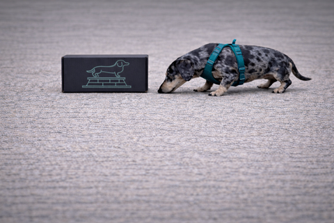 One time limited edition Wiener Love gift box featuring example dachshund themed Valentine items from the Cult of Wiener.