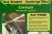 Bug Badges “Cicada (Neotibicen tibicen)” Challenge Card with photos, fun facts, and peak activity—educational insect identification card