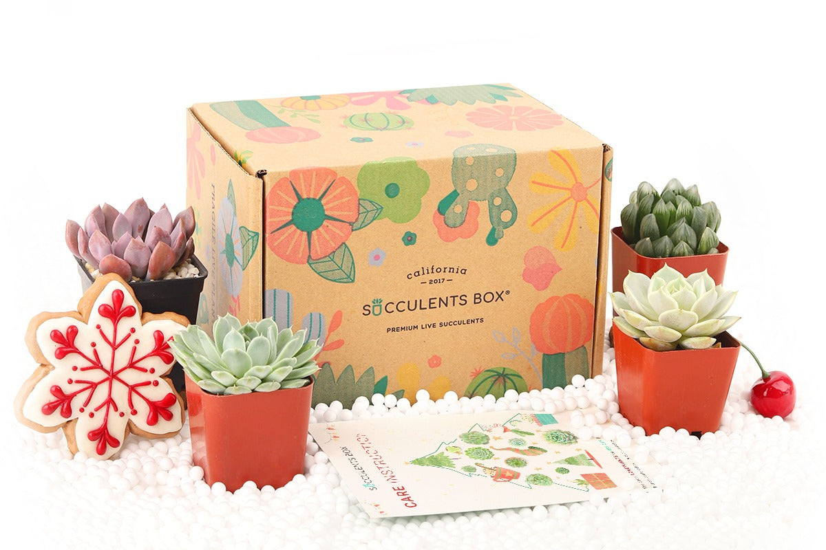 Succulents Box - Cratejoy