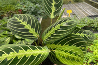 Plant Pet Club