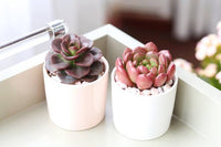 Succulent Gift Subscription Monthly, Best Gift for Plant Lovers, Corporate Gift Ideas, Live Succulent as Birthday Gifts