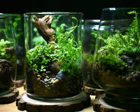 Dramatic style pictures of finished terrariums. There are a mixture of ferns, spikemosses and other terrarium friendly plants.