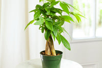 House Plant Box featuring a green Pachira aquatica in a pot, ideal for plant lovers seeking a subscription box