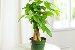 HOUSE PLANT BOX 2026 by My Garden Box