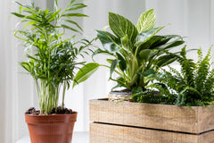 HOUSE PLANT BOX 2026 by My Garden Box
